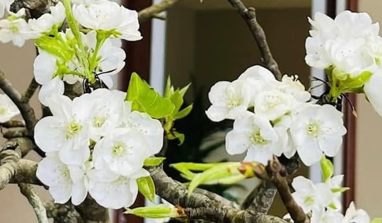 Hoa lê vào mùa, cách cắm hoa lê sang trọng, lâu tàn và theo phong thủy những người thuộc 3 mệnh sau cắm hoa lê rất tốt