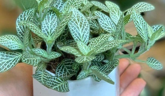 Những cây cảnh tượng trưng cho tình bạn mà ít người biết đến