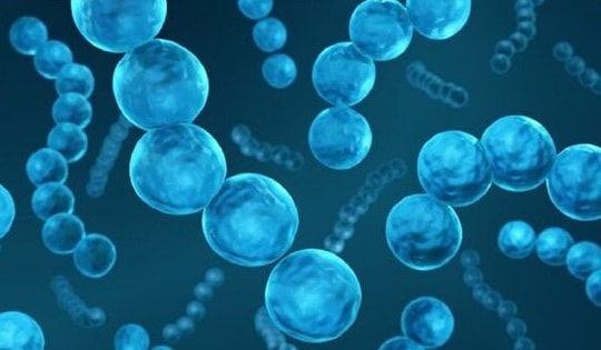 Cảnh báo: Liên cầu khuẩn có thể gây nhiễm trùng huyết, đe dọa tính mạng