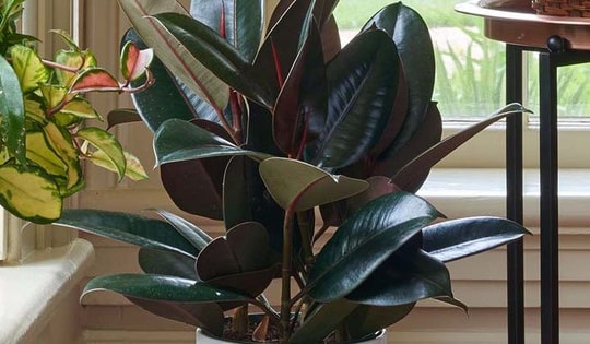 Cây cảnh thích hợp để chân cầu thang đem lại may mắn, tài lộc cho gia chủ