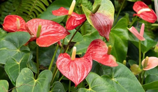 Top 5 cây cảnh tượng trưng cho tình yêu các cặp đôi tặng nhau sẽ càng yêu nhau hơn