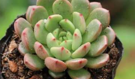 Cây cảnh đặc biệt thải khí Oxy cả ngày lẫn đêm, thanh lọc không khí cực tốt, đẹp và mang lại may mắn tài lộc