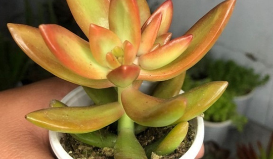 Loại sen đá rực rỡ như mặt trời này những ai thuộc 2 mệnh sau trồng sẽ vượng tài lộc