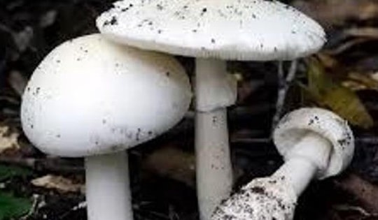 Hai vợ chồng tử vong vì ăn phải nấm độc hái trong rừng