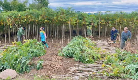 Không phải gạo hay sầu riêng, một loại cây quý đưa Việt Nam và Thái Lan trở thành 2 ông trùm của thế giới