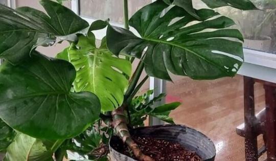 Người mệnh này hợp với trầu bà lá xẻ mang lại may mắn, thịnh vượng