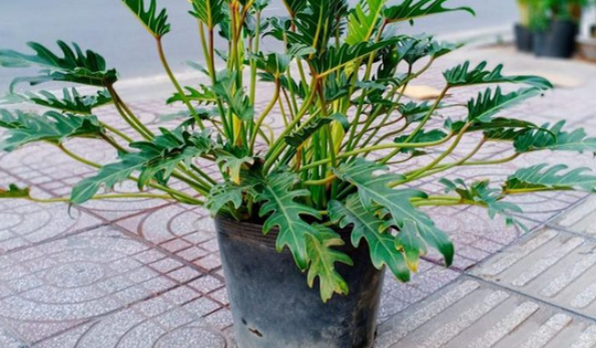 Đây mới là vị trí mà bạn nên đặt chậu cây trầu bà chân vịt giúp mang lại may mắn tài lộc cho người mệnh Mộc và Thủy