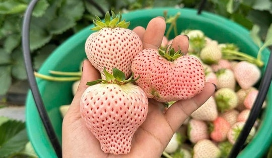 Loại quả đắt đỏ có giá tiền triệu nay rao bán khắp ‘chợ mạng’ chỉ từ vài chục ngàn đồng/kg