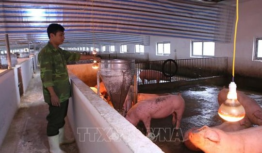 Người chăn nuôi gặp khó khi tái đàn