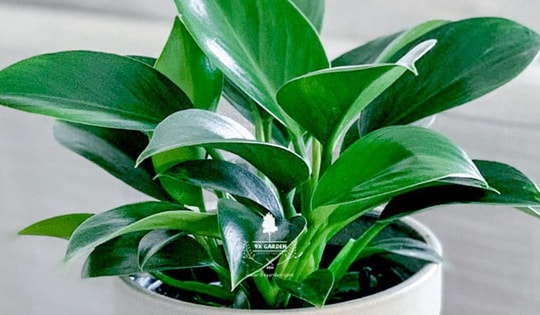 Người thuộc mệnh này hợp với cây trầu bà đế vương xanh, vị trí đặt cây này để thăng tiến trong công việc