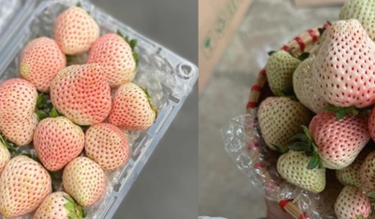 Loại quả từng có giá triệu đồng/kg nay bán rẻ bèo trên 'chợ mạng'