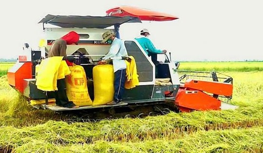 Giá lúa, gạo ở Đồng bằng sông Cửu Long tăng trở lại