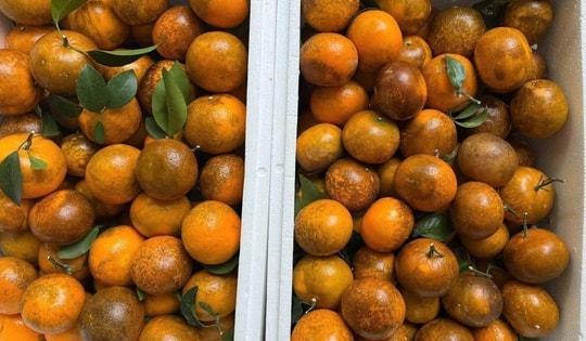 Quýt sim vào mùa giá rẻ, tiểu thương Hà Nội tiêu thụ 3 tạ/ngày vẫn thiếu hàng trả đơn