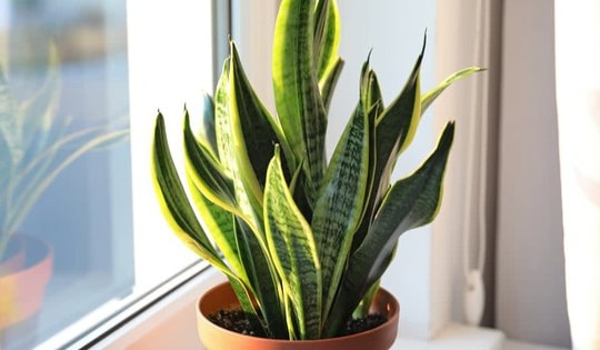 4 loại cây cảnh đặt trong không gian bếp giúp tăng sinh khí, vượng tài lộc