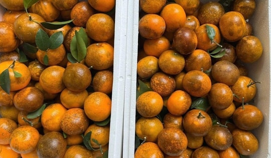 Quýt sim vào mùa giá rẻ, tiểu thương Hà Nội tiêu thụ 3 tạ/ngày vẫn thiếu hàng trả đơn