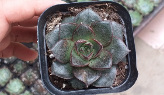 Loại cây biến đổi màu sắc theo mức độ ánh sáng tên sen đá hoa hồng đen vô cùng đặc biệt không phải ai cũng biết