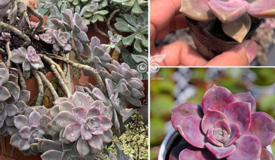 Loài cây cảnh đẹp tên là sen đá hồng mập, giúp mang lại sự hài hòa và cân bằng trong cuộc sống: công dụng và cách trồng