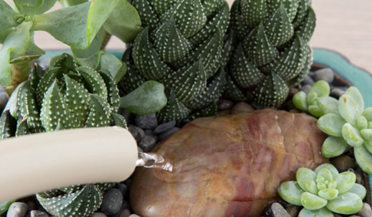 Trồng sen đá luôn tươi tốt, không bị khô héo và chết sau một thời gian nhờ tưới nước theo cách sau