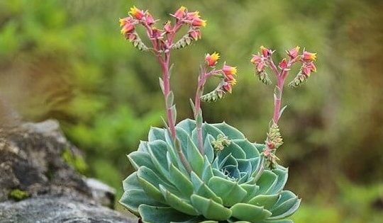 Cách làm cây sen đá nhanh nở hoa, ý nghĩa của cây hoa sen đá trong cuộc sống