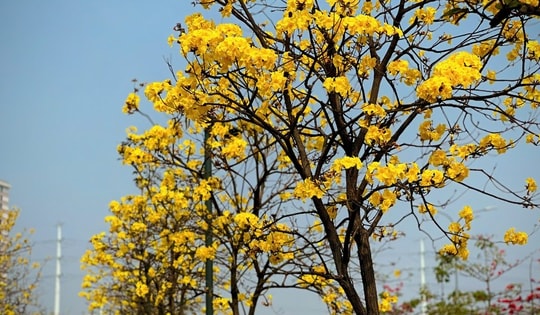 Mùa hoa phong linh Hà Nội - 'bản giao hưởng' của sắc vàng rực rỡ