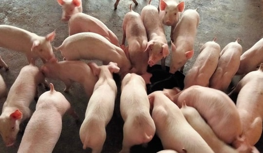 Giá lợn hơi tăng cao kỷ lục, nông dân e ngại tái đàn vì giá con giống đắt đỏ