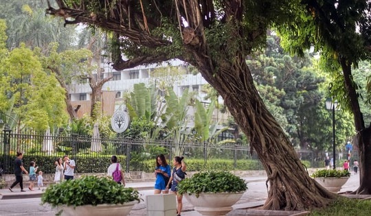 Chuyên gia đề xuất giữ lại cây xanh cổ thụ quý hiếm ở Hồ Gươm