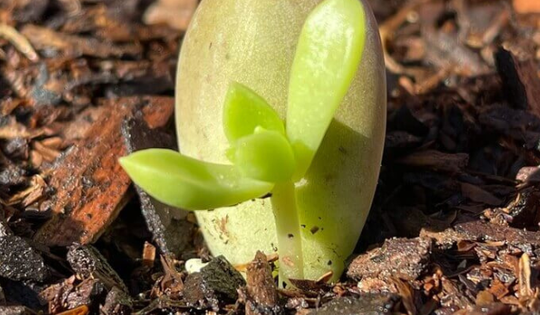 Top những cách nhân giống sen đá đơn giản, đảm bảo cây con phát triển nhanh phủ kín không gian sống