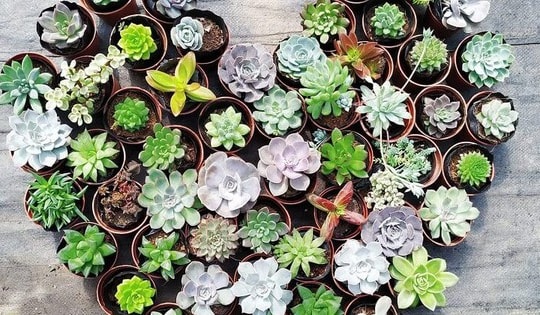 Trồng sen đá thấy lá bỗng ngả vàng và bắt đầu rụng, cần làm ngay việc sau