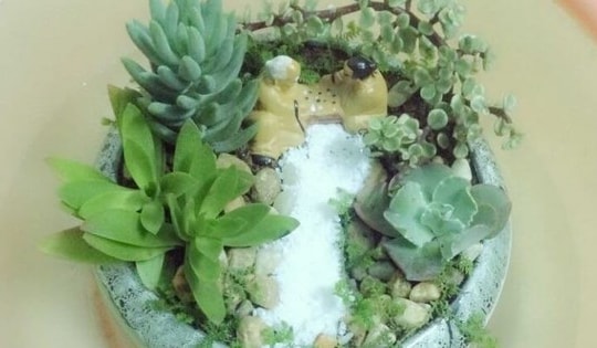 Những sai lầm trong cách chăm sóc sen đá trong chậu khiến cây khô héo và chết