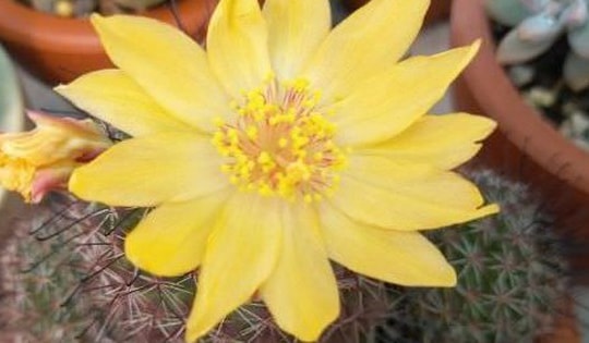 Cách trồng cây xương rồng ra hoa đơn giản tại nhà, ý nghĩa trong phong thủy