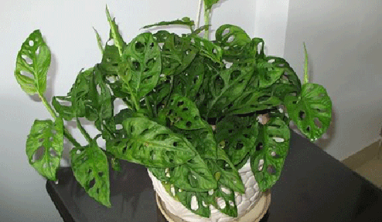 Tác dụng của cây này vừa thanh lọc không khí lại có khả năng khử các chất gây ung thư