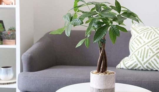 3 cây cảnh ‘vượng tài’ hay được đem tặng tân gia vì trồng trong phòng khách thu hút tài lộc, làm ăn phát đạt
