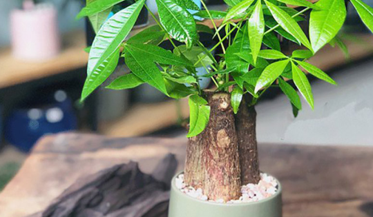 Cách trồng cây kim ngân trong chậu đúng kỹ thuật, công dụng của cây kim ngân đối với sức khỏe