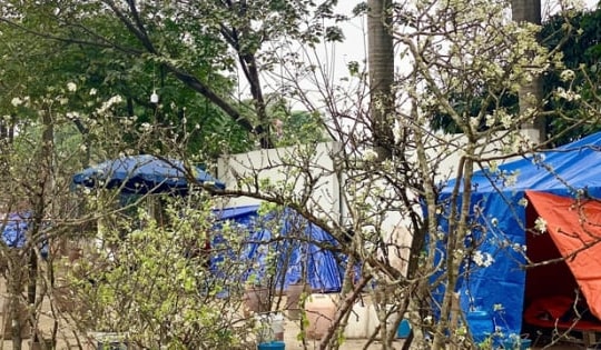 Hoa lê rừng Tây Bắc ngập tràn thị trường, giá tiền triệu vẫn hút người mua