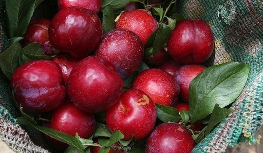 Bật mí cách làm ô mai mận dẻo cực đơn giản