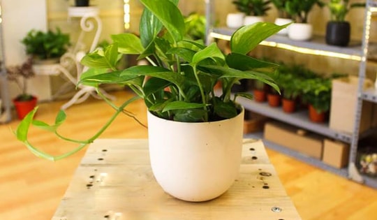 Trầu bà thủy sinh hợp mệnh sau đây giúp cho gia chủ giữ được tiền không hoang phí