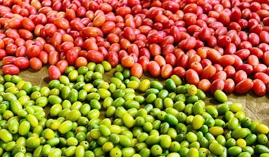 Loại quả quê trước cho không ai lấy nay giá ‘chát’ ngang hàng nhập khẩu