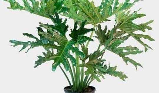 Trầu bà thanh xuân: Ý nghĩa phong thủy, cách trồng và chăm sóc