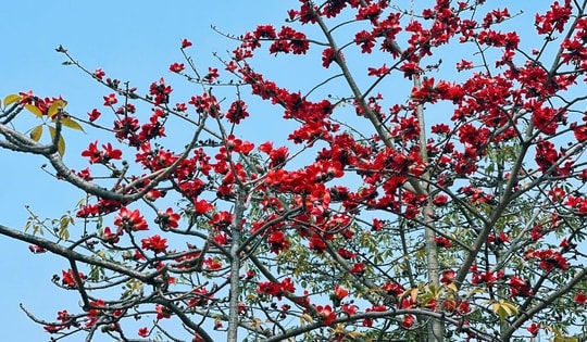 Bắt trọn khoảnh khắc hoa gạo bật 'mode' rực đỏ khiến ai nhìn cũng phải mê