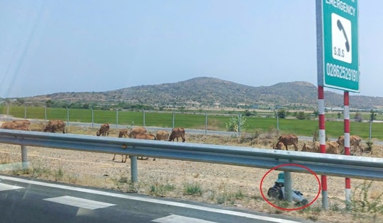 Người dân ngang nhiên chăn thả trâu, bò, vịt… trên hành lang cao tốc Vĩnh Hảo - Phan Thiết