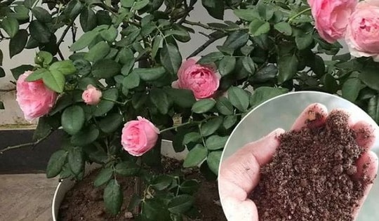 Cách bón phân trùn quế cho hoa hồng ra hoa to đẹp quanh năm và bền màu