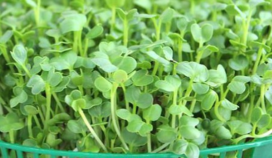 Đây mới là cách trồng rau mầm củ cải trắng ‘siêu dinh dưỡng’ tại nhà