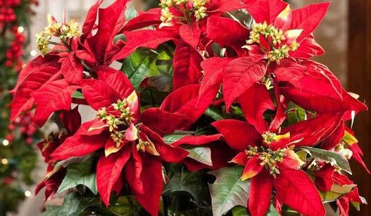 Tuổi Mão nên trồng loại cây phong thủy nào để hóa giải vận xấu trong sự nghiệp