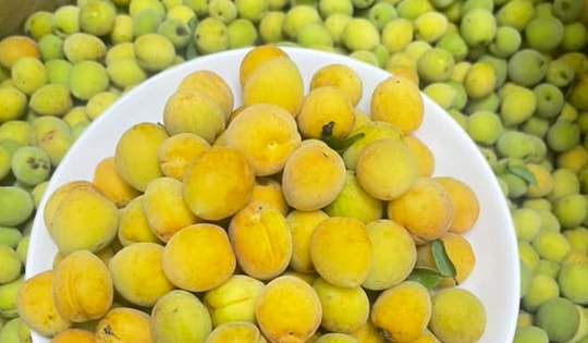 Loại quả Việt hỗ trợ giảm mỡ đang vào mùa bán đầy chợ giá chỉ vài chục nghìn đồng/kg