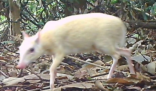 Phát hiện cá thể động vật đột biến đặc biệt quý hiếm tại Hà Tĩnh