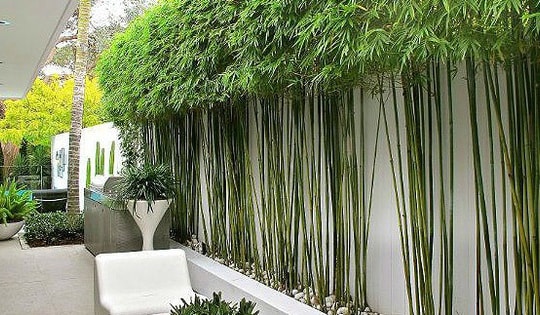 Những loại cây nên trồng trước nhà mang lại tài lộc