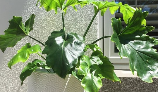 Những loại cây trồng làm quà tặng tân gia, khai trương, sinh nhật mang lại may mắn, tài lộc cho gia chủ