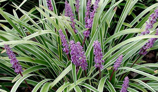 Cây phong thủy hợp các mệnh tuổi Dần mang đến may mắn, tài lộc