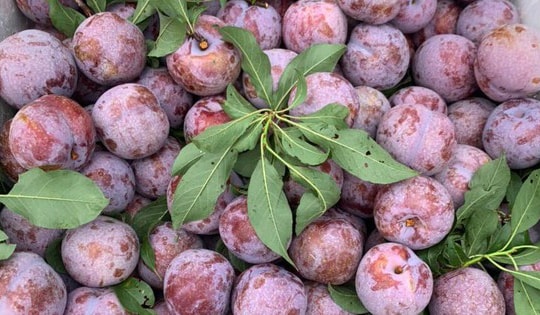 Mận đầu mùa giá đắt ngang trái cây nhập khẩu nhưng các chị em vẫn sẵn sàng 'mở ví'