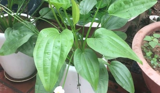 Bách thủy tiên là cây cảnh phong thủy đẹp cả lá cả hoa, hợp với những người mệnh dưới đây và cách chăm sóc